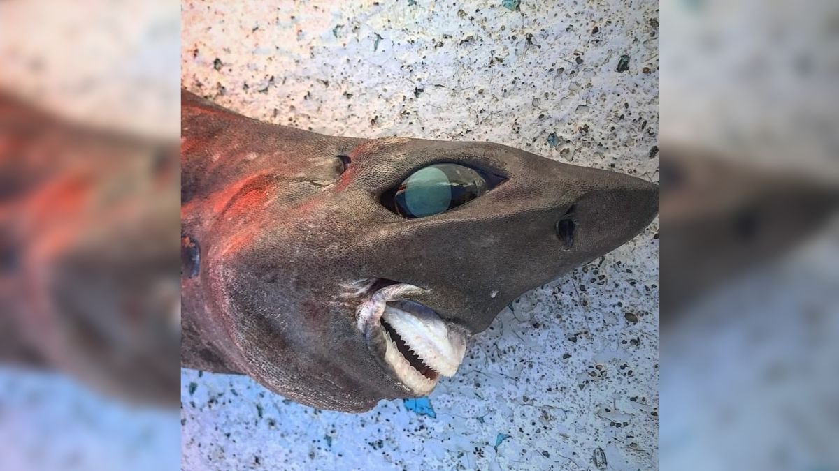 Smile you son of a bitch! 'Smiling shark' provokes debate as to its species  — The Daily Jaws