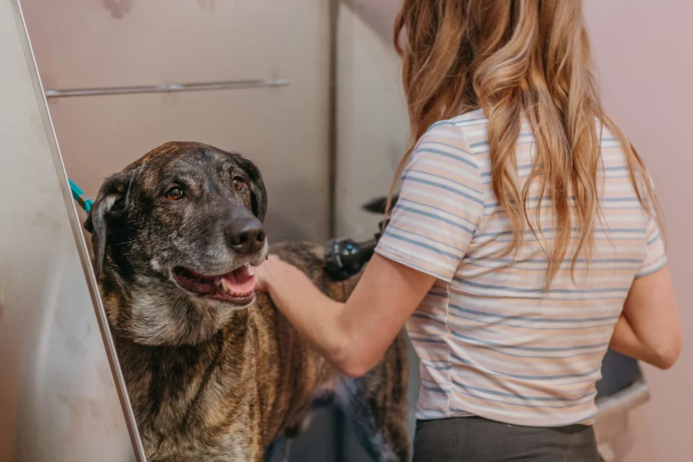 FAQ and Policies — Comb & Collar Grooming