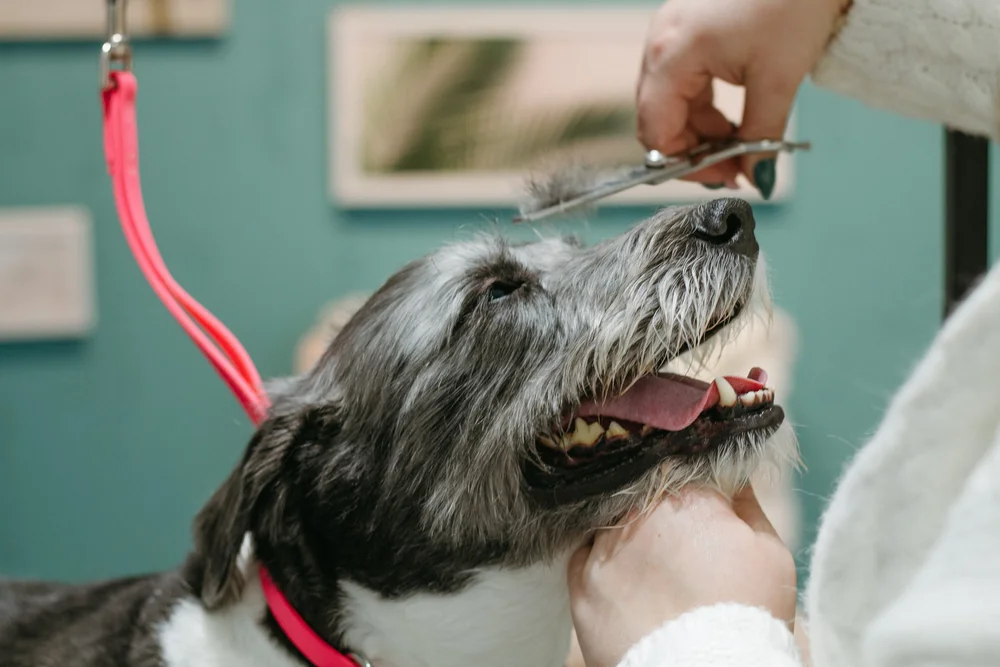 Comb & Collar Grooming