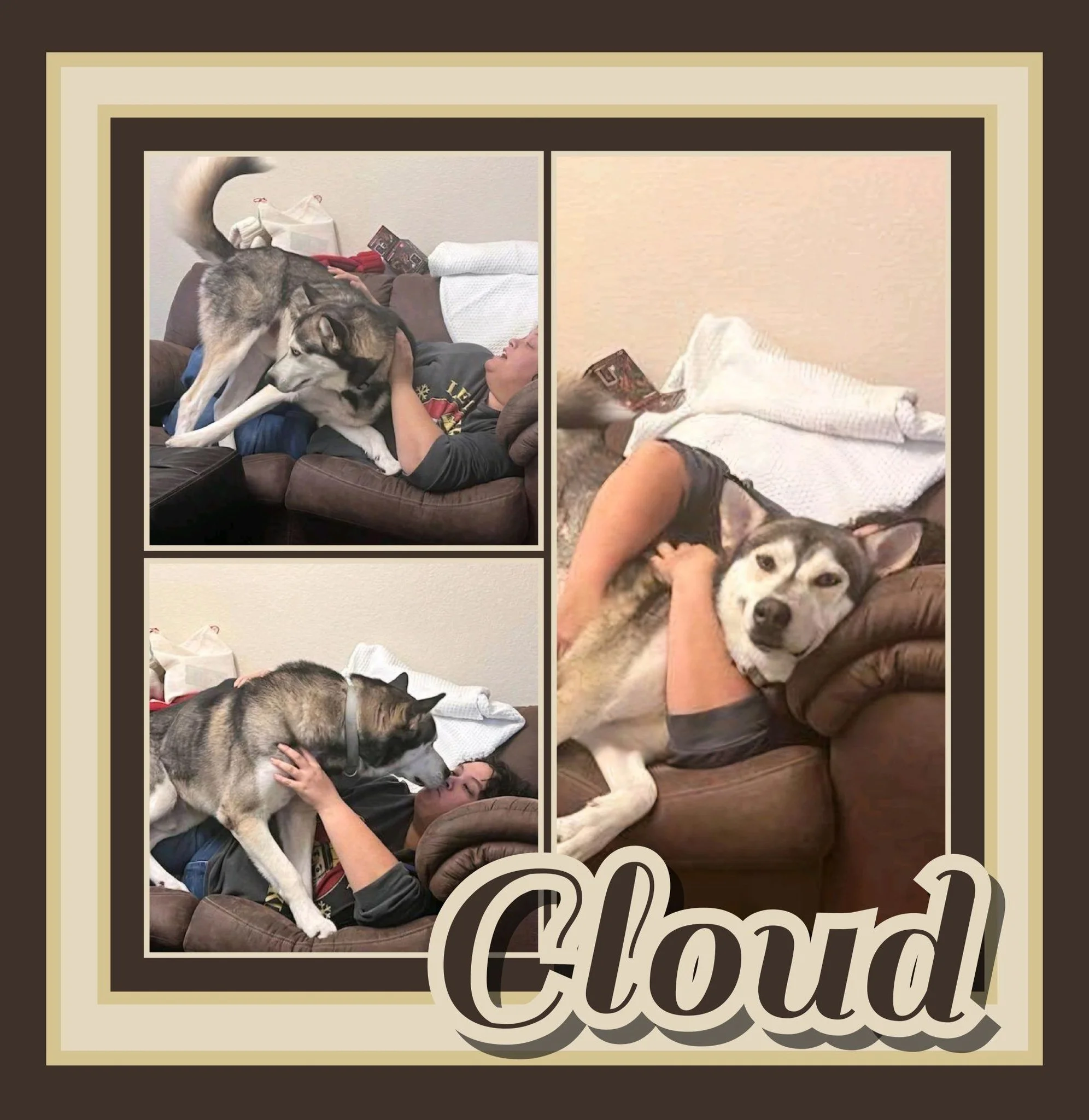 Cloud has found his furever home on 4 November 2025! His fosters had fallen in complete love with him and decided he was home! We just love these happy endings for our pups and wish him and his family all the best!