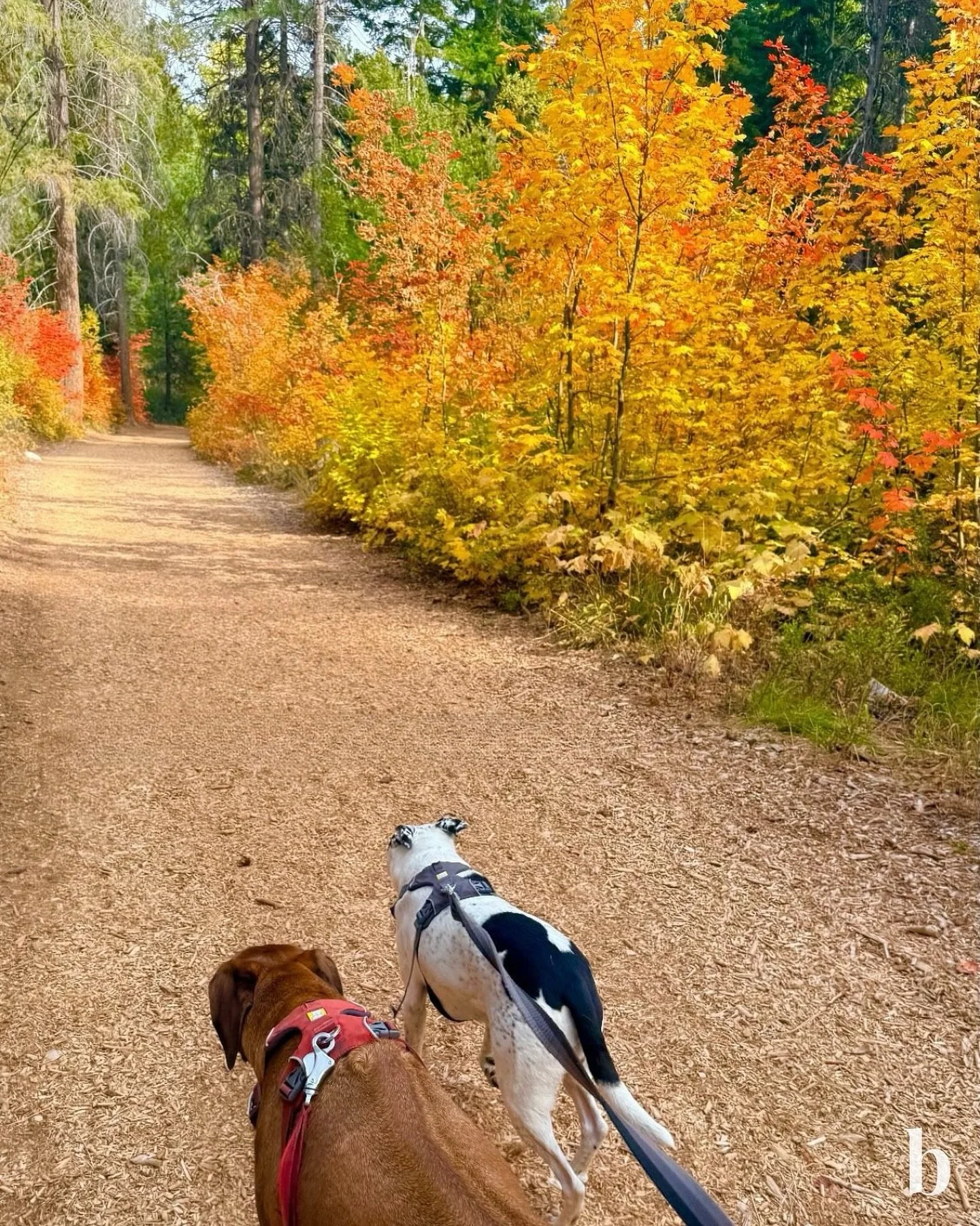 Fall reminds us that change can be beautiful. 🍂 

If you&rsquo;re considering a move that gives you more freedom, less maintenance or just feels like the right next step, we&rsquo;d love to guide you through it. 🏡

#changes #downsizing #seniorreale