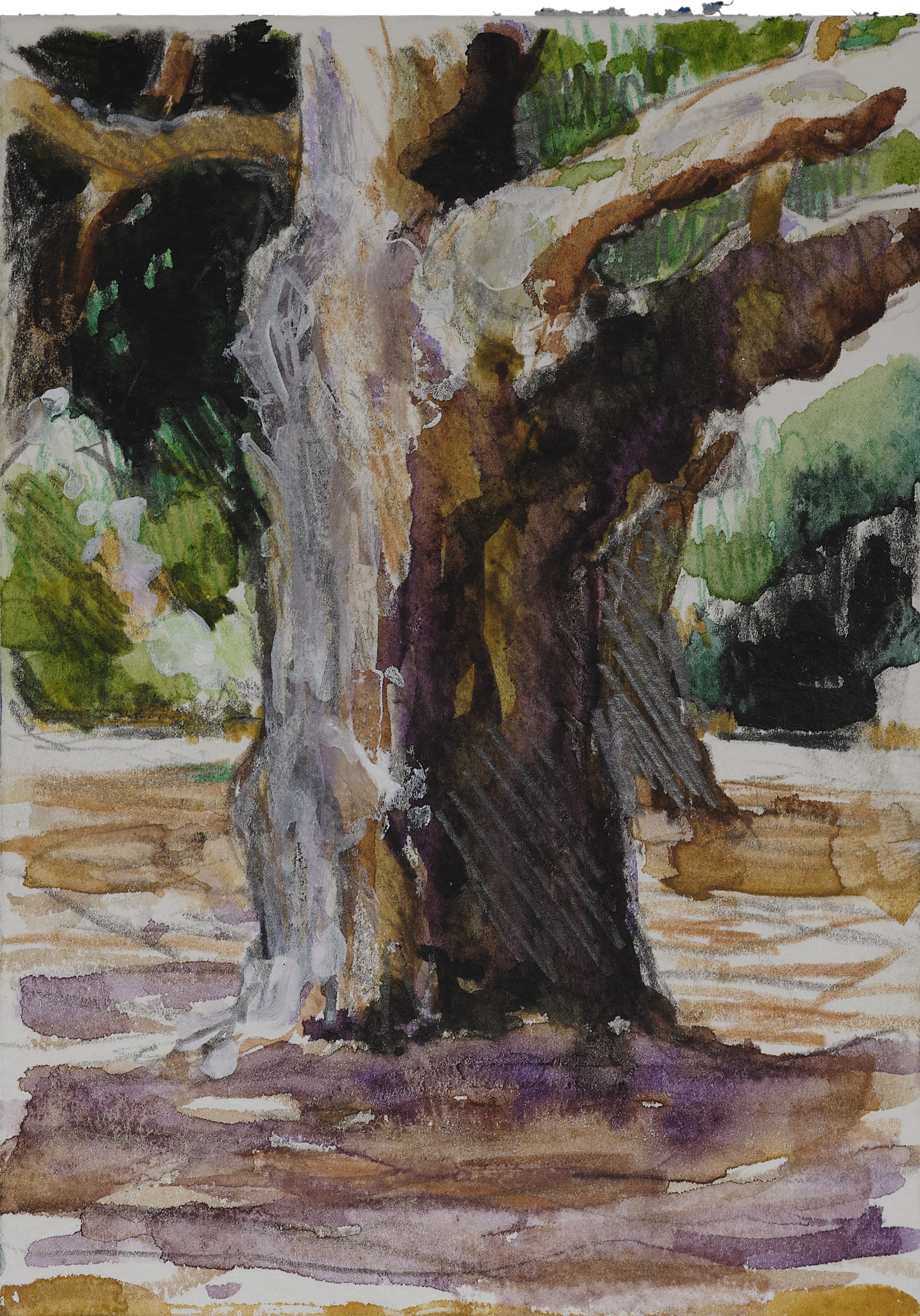 Ancient Tree, Battersea: 10 x 14cm. £55