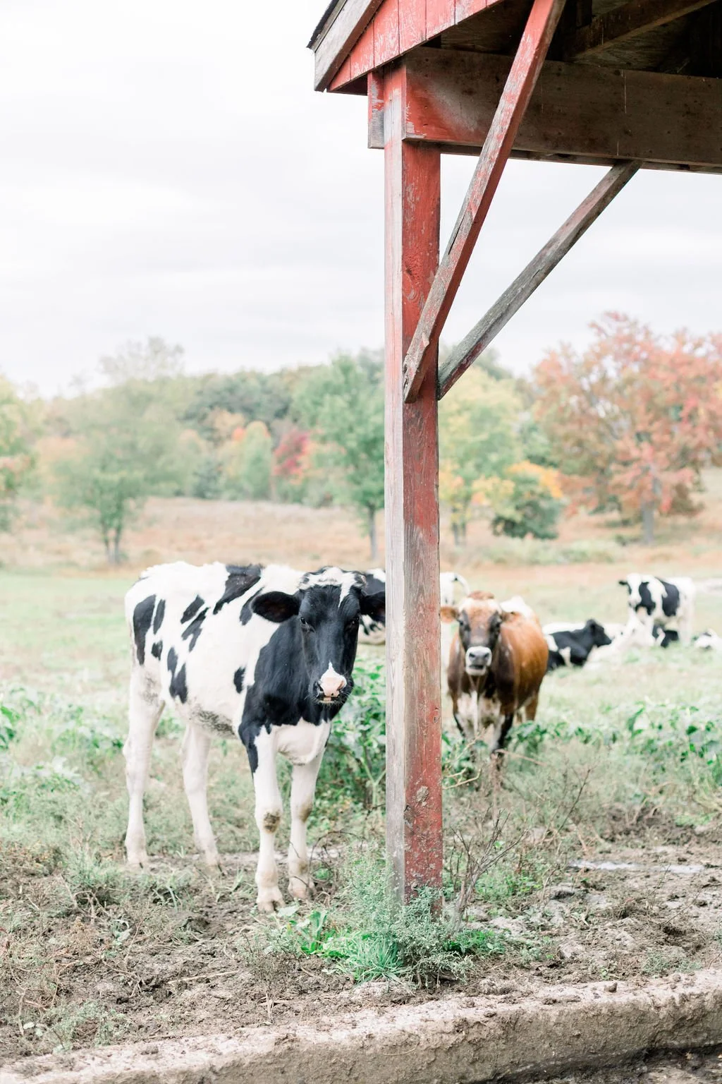 NicoleDeTonePhotography_Carolyn+Daryl_10.9.21-642.jpg