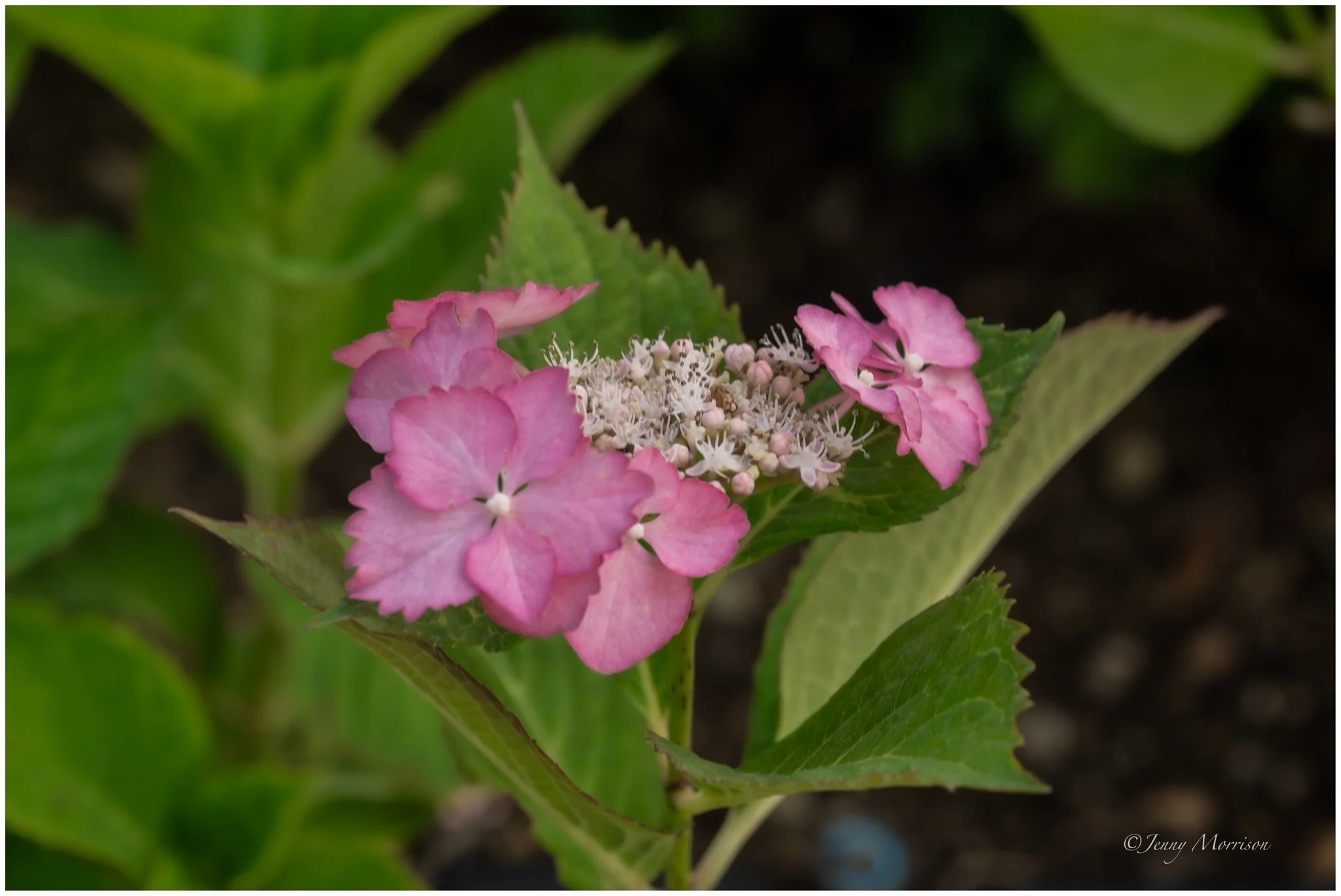 Villa Le Barone-2.jpg