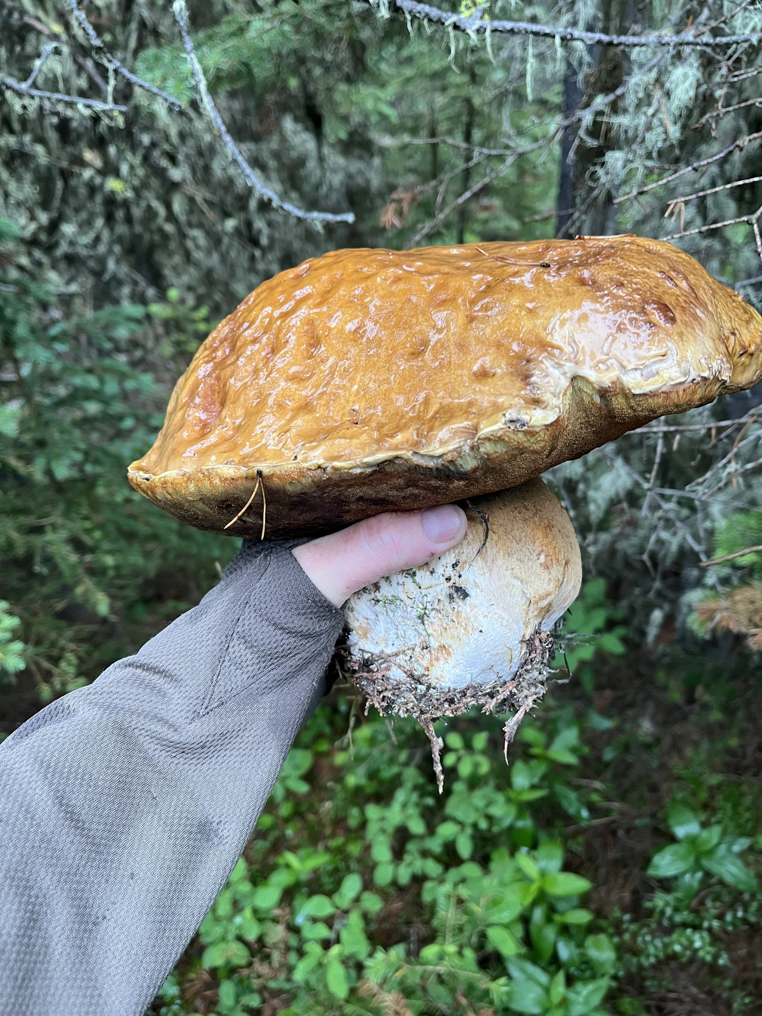 A person holding a large mushroom outdoors in a forest, with green foliage in the background.