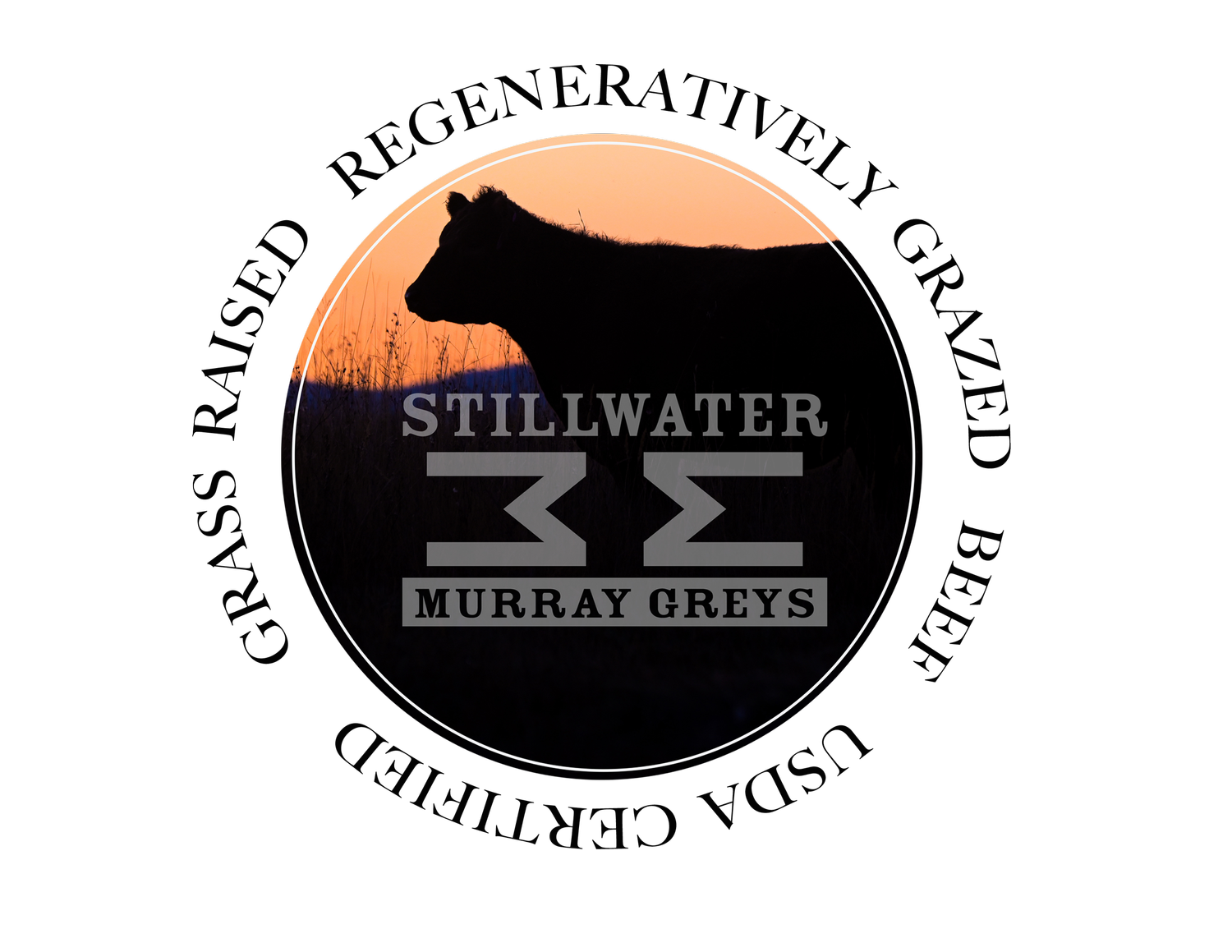 Silhouette of a lioness in a field at sunset with the text 'Stillwater Murray Greys' overlaid.