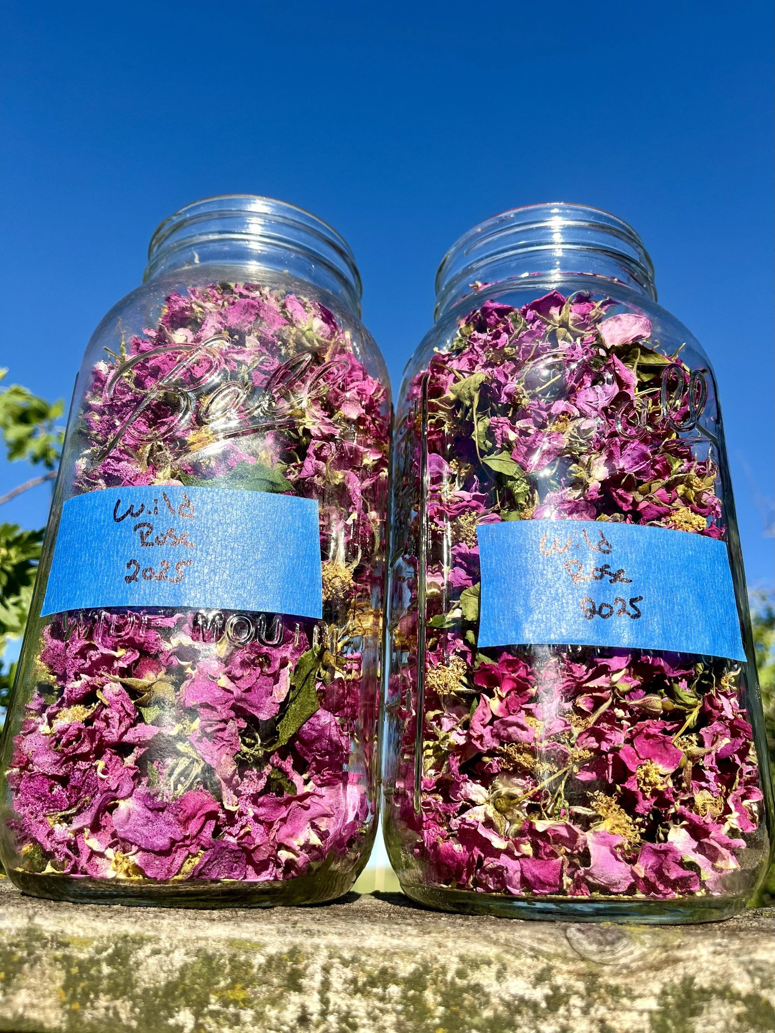 Two glass jars filled with dried pink and purple flowers, each with a blue label reading 'Wild Rose 2025,' placed outdoors on a wooden surface against a clear blue sky.