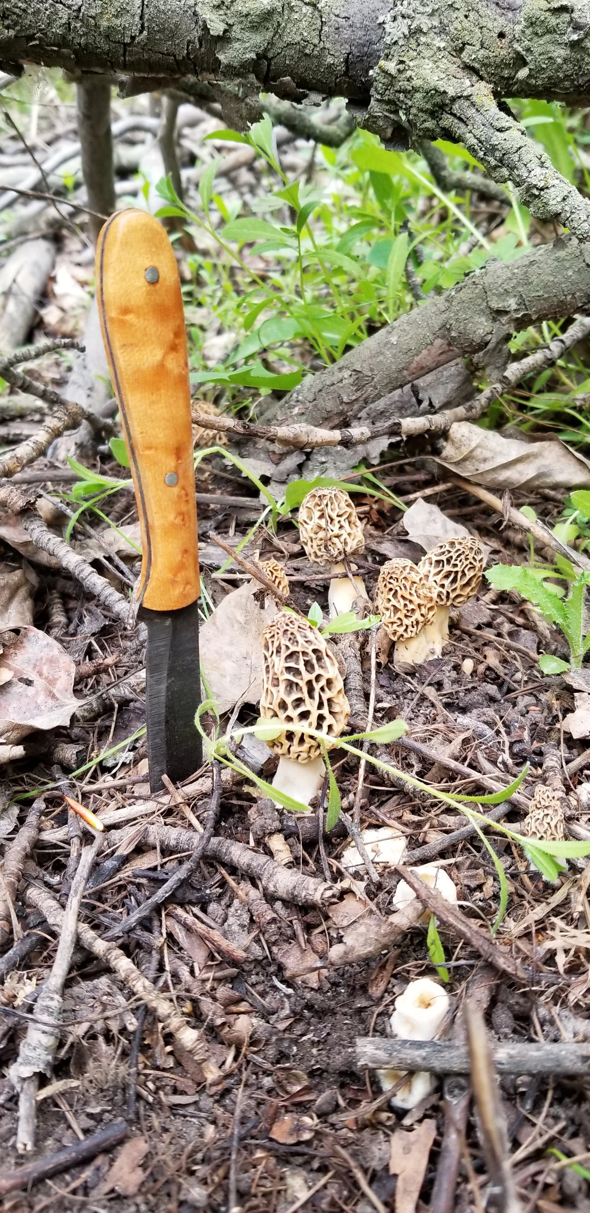 20190603_184531 2.JPG