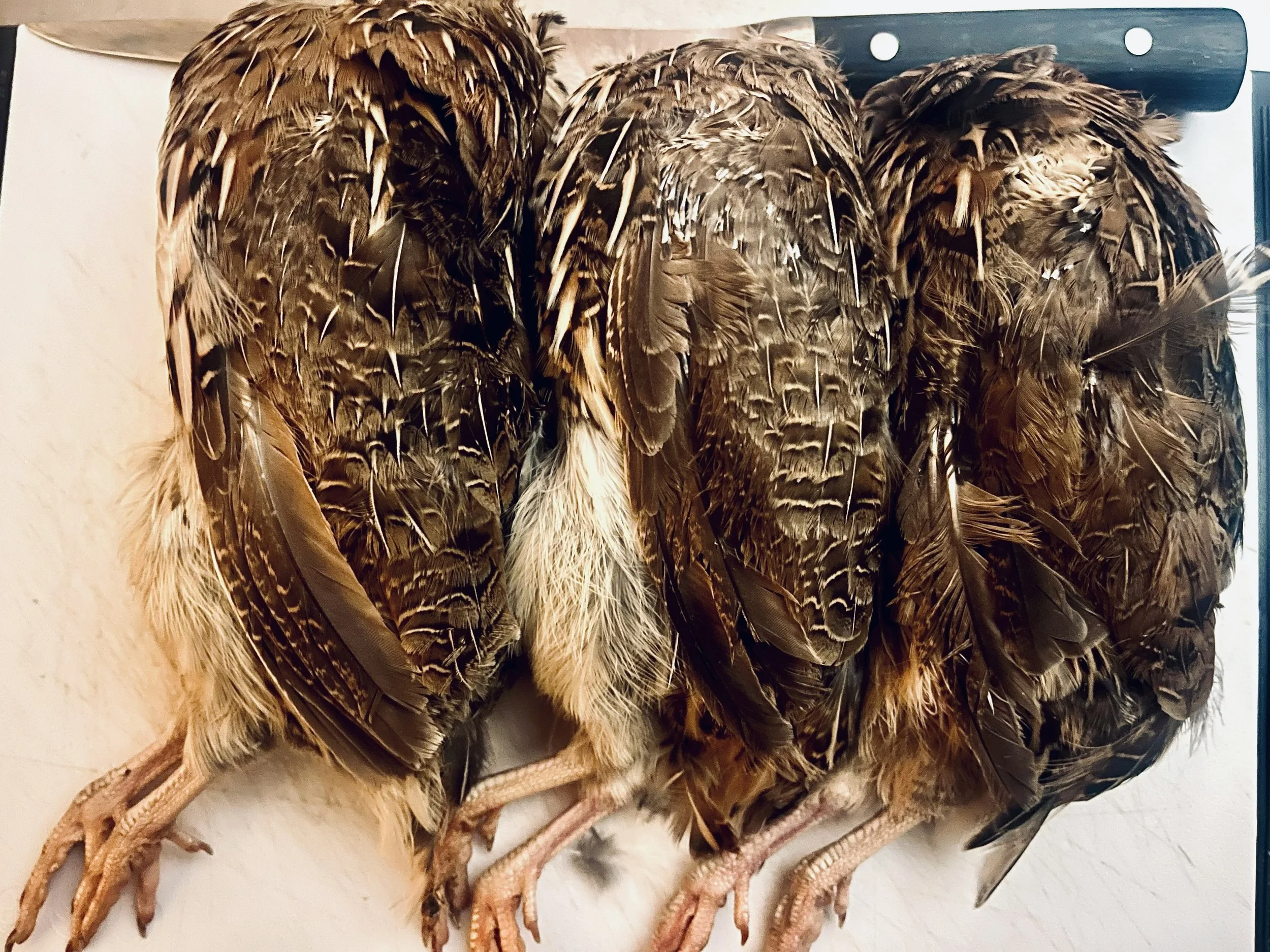Three dead game birds with brown and beige feathers and pinkish legs, hanging upside down.