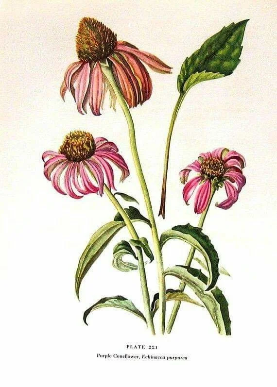 Echinacea