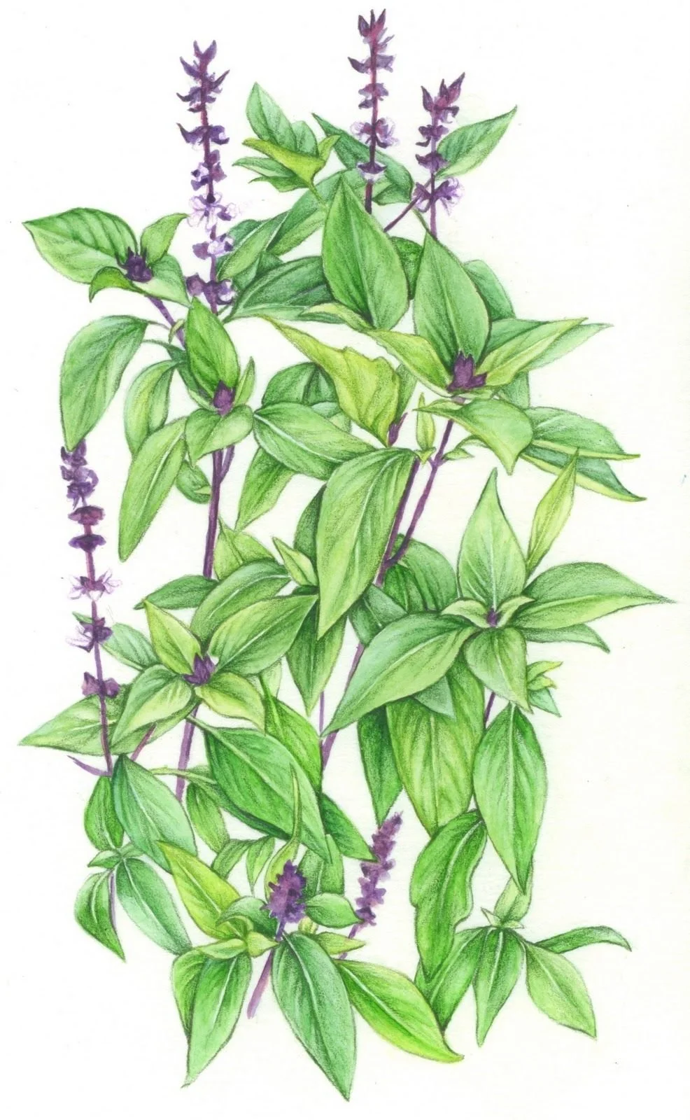 Tulsi           (Holy Basil)