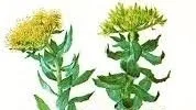 Rhodiola