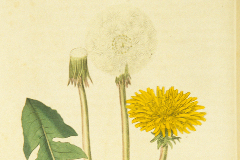 Dandelion