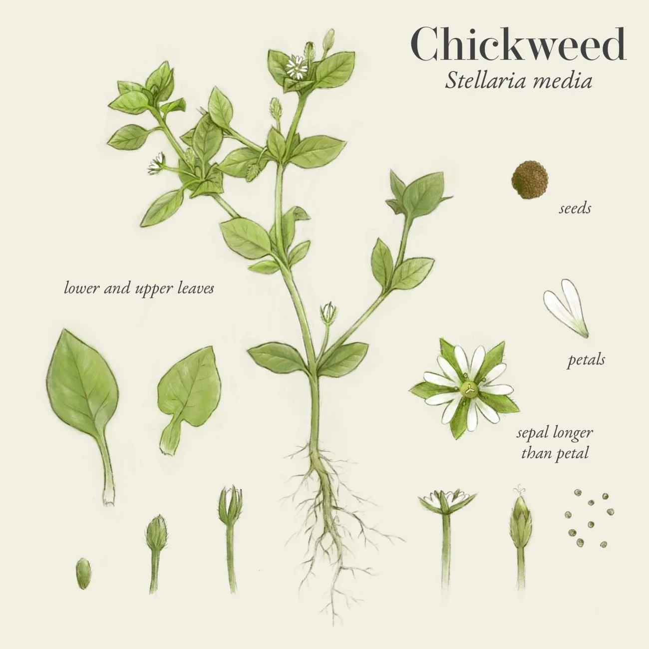 Chickweed