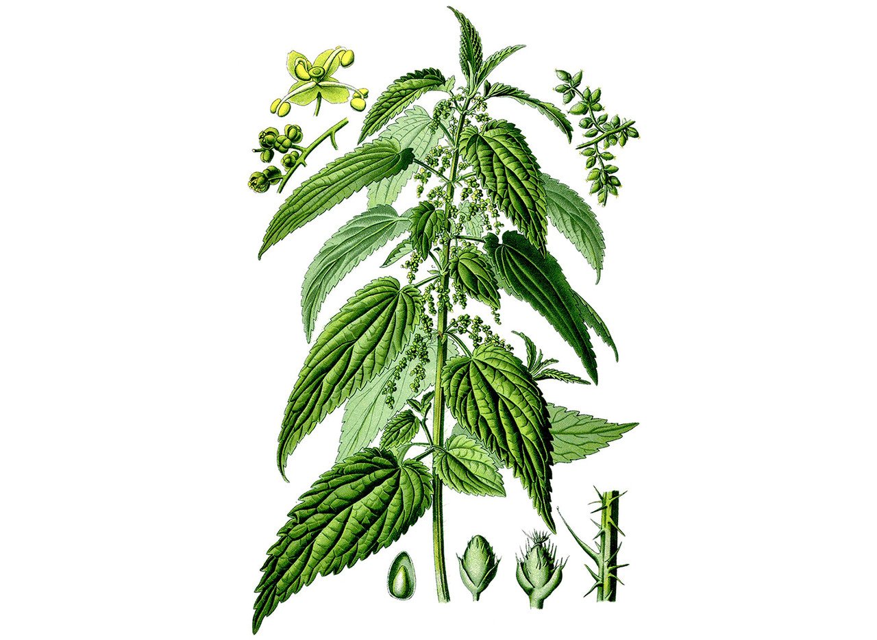 Nettle