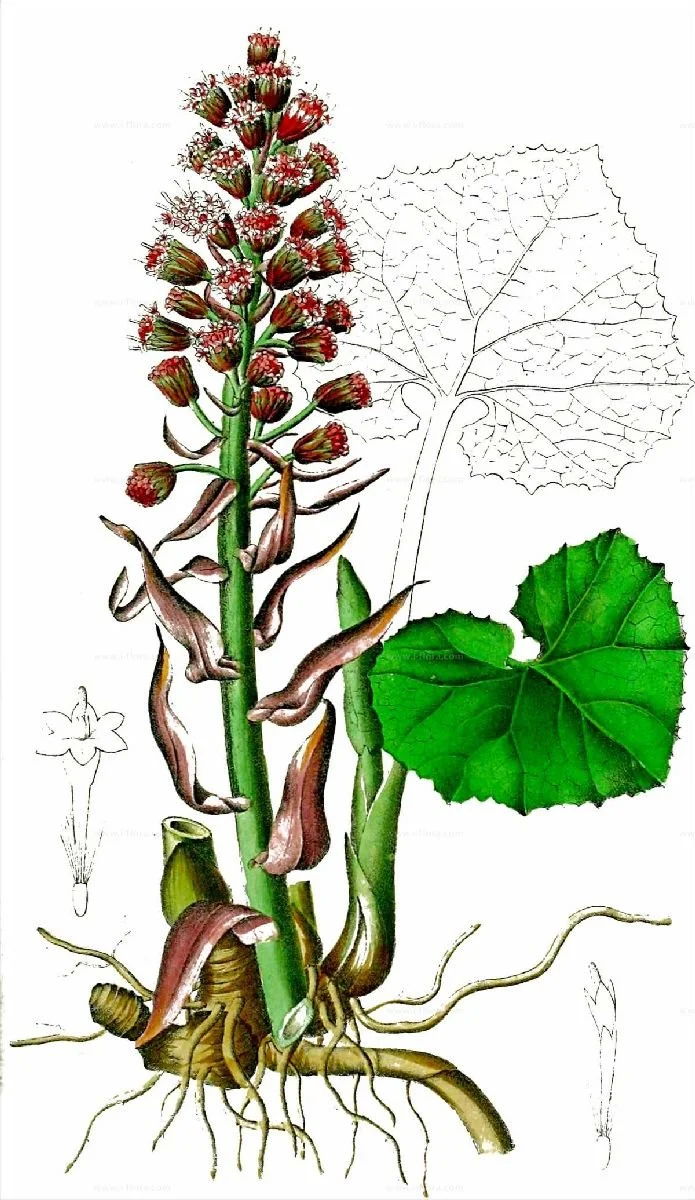 Butterbur