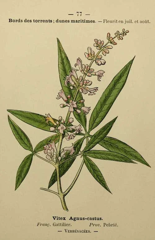 Vitex