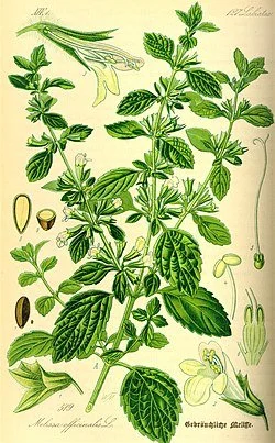 Lemon Balm