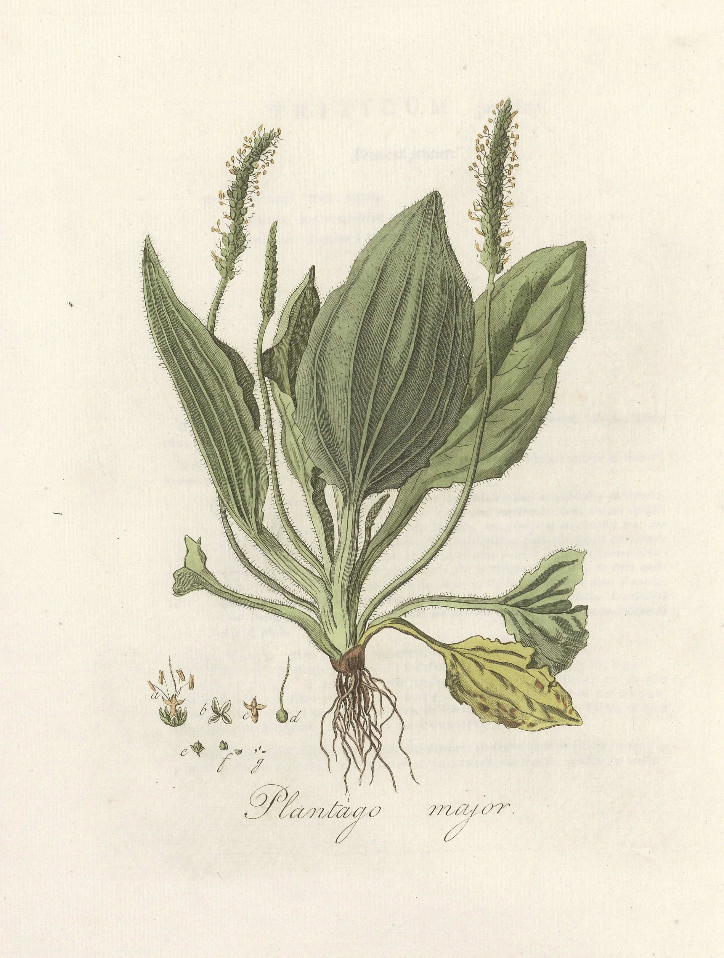 Plantain