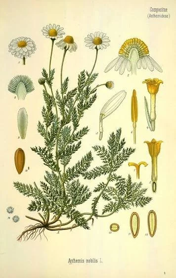 Chamomile