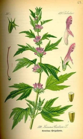 Motherwort