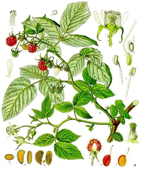 Raspberry Leaf