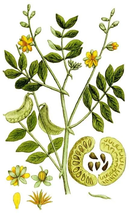 Senna Leaf