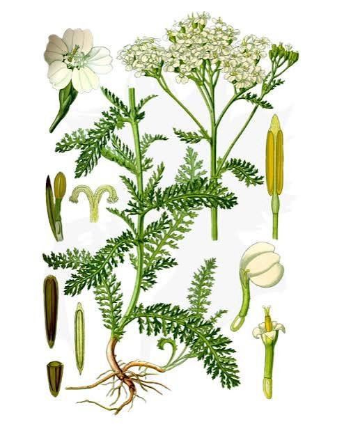 Yarrow