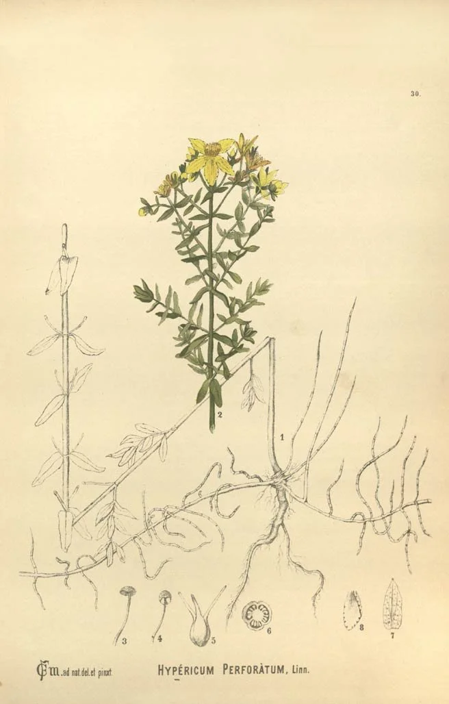 St. John’s Wort 
