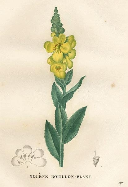Mullein