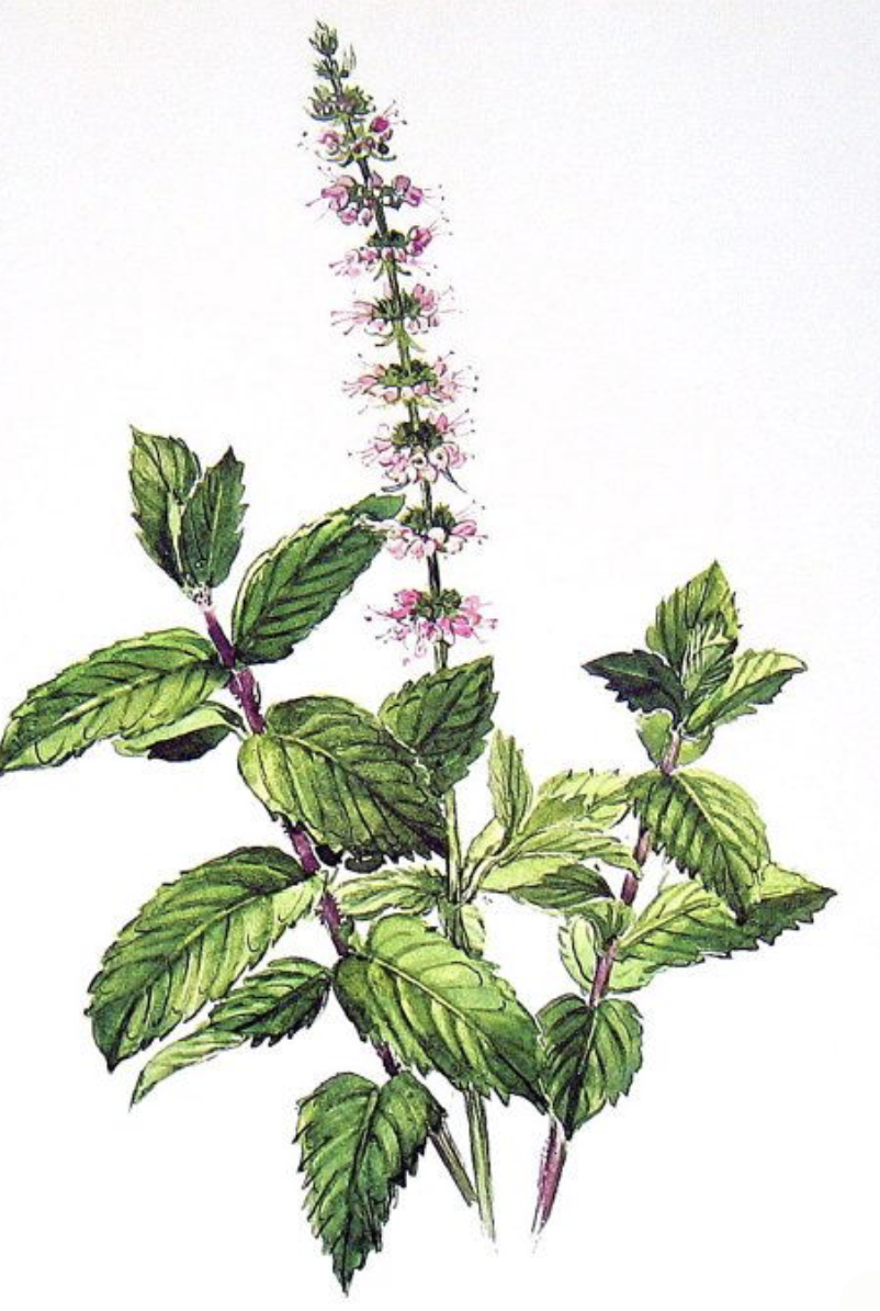 Mint