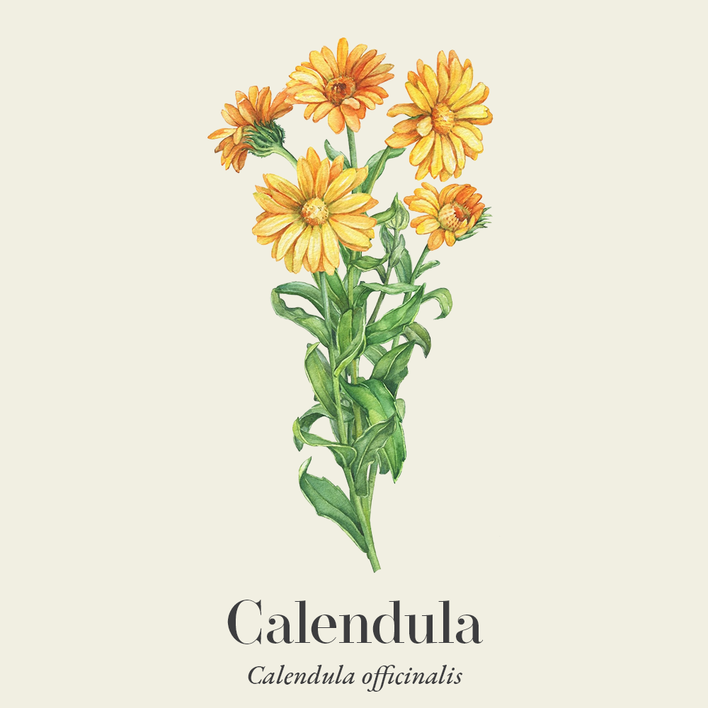 Calendula