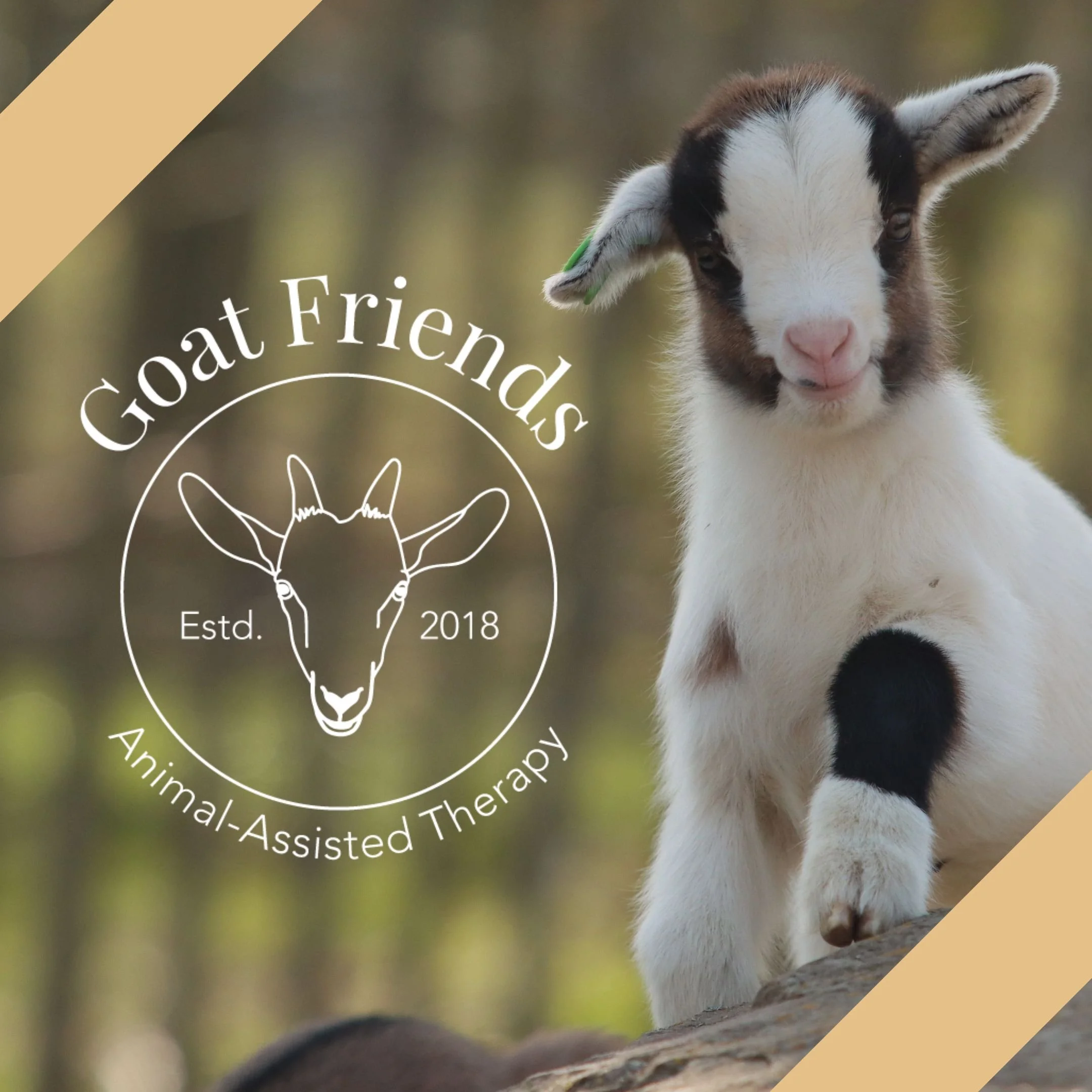 Goat Friends all-white circular logo is shown to the left of image of a baby brown, black & white goat. A yellow stripe is over top left and bottom right corners.
