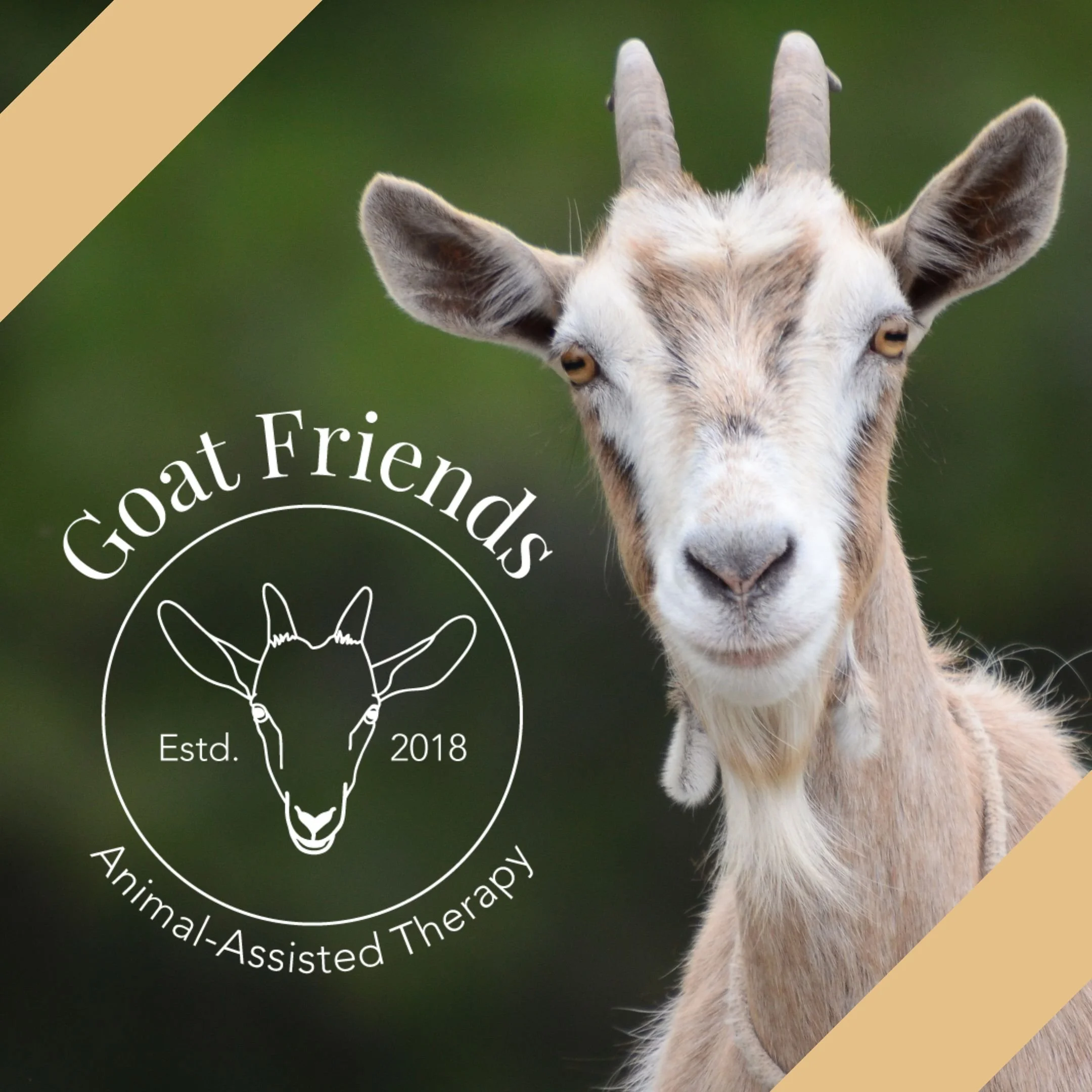 Goat Friends all-white circular logo is shown to the left of image of a brown and white goat. A yellow stripe is over top left and bottom right corners.