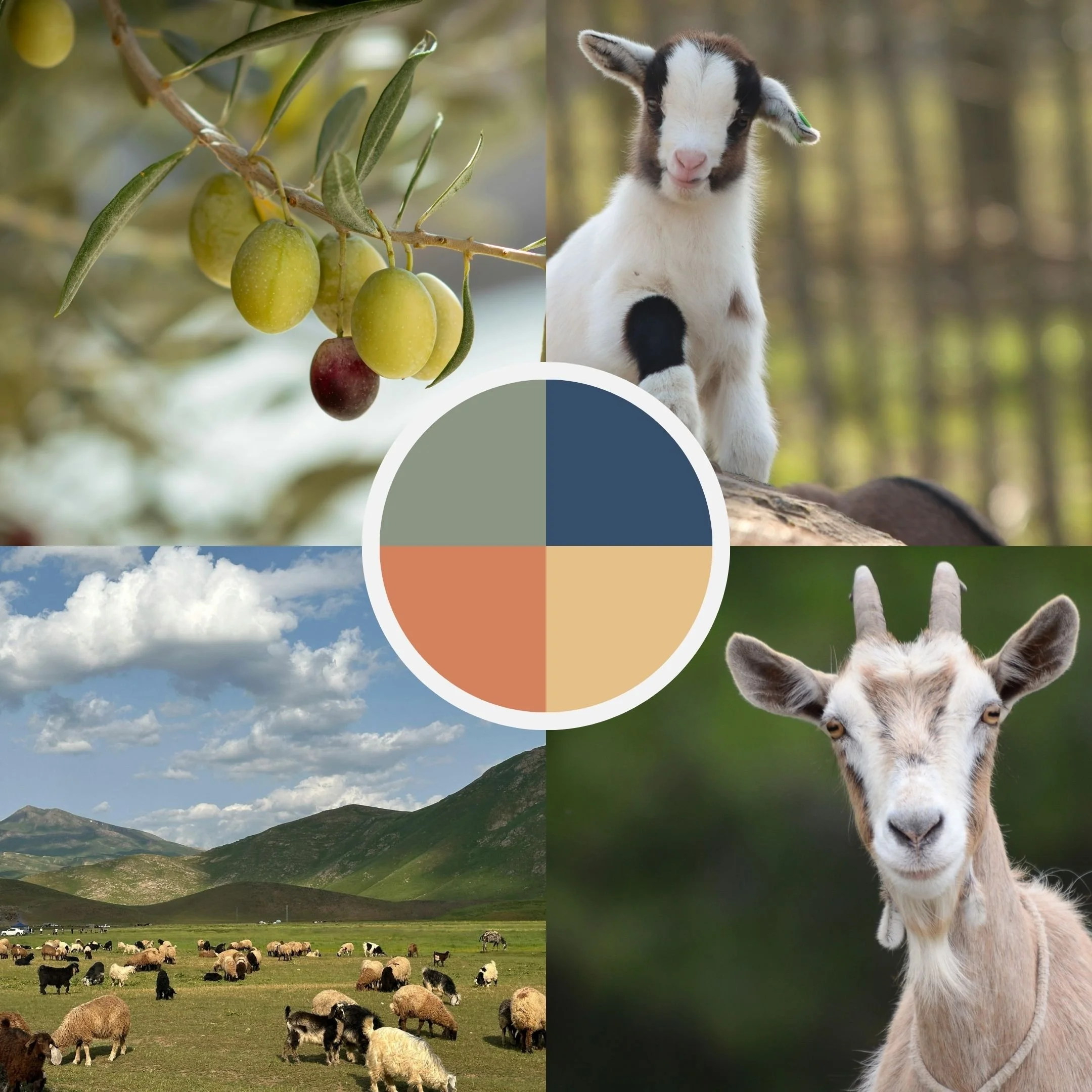 Collage with four images: Top left: olives from olive tree, top right: black, brown & white goat, bottom left: goats grazing in field with mountains, bottom right: brown and white goat. Center circle shows green, navy, orange, & yellow colors