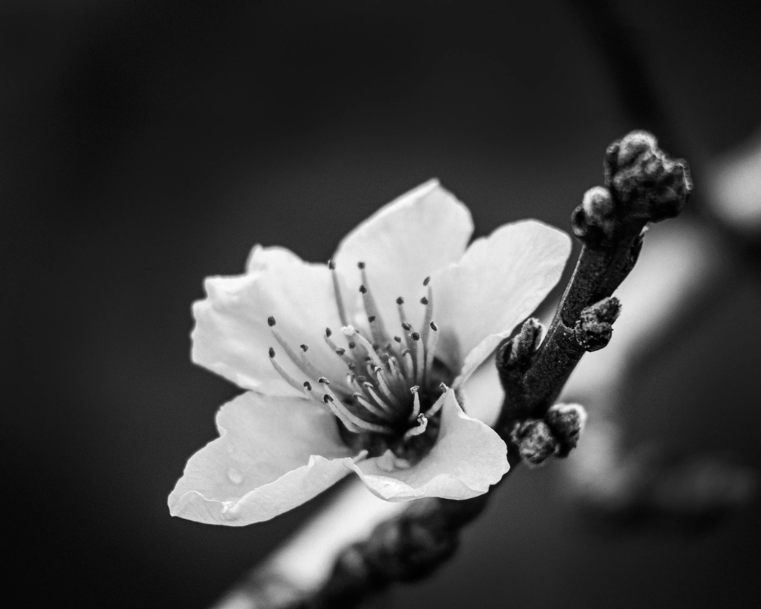Elliott Peartree - Flower