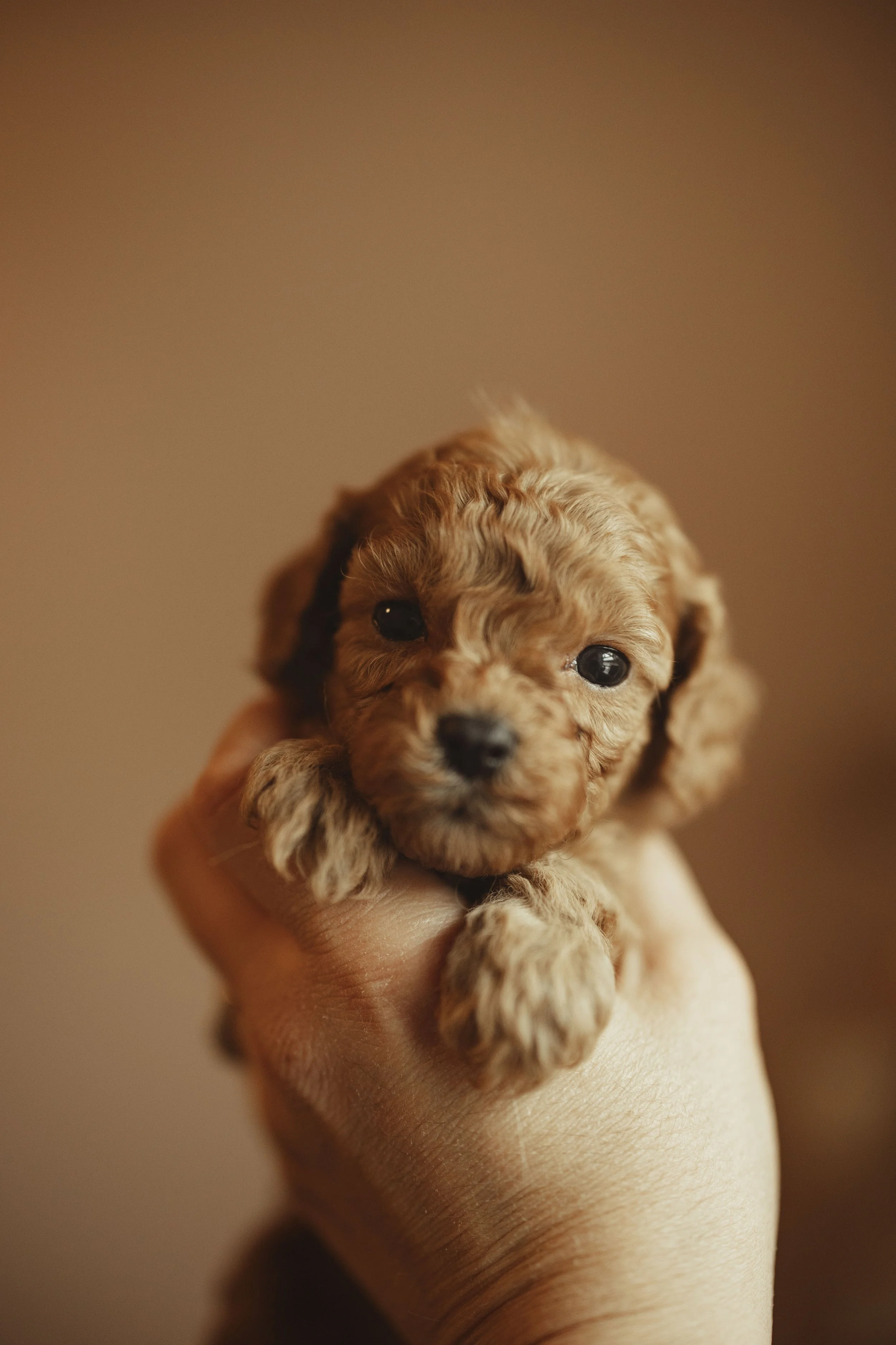 Puppy girls _7.jpg