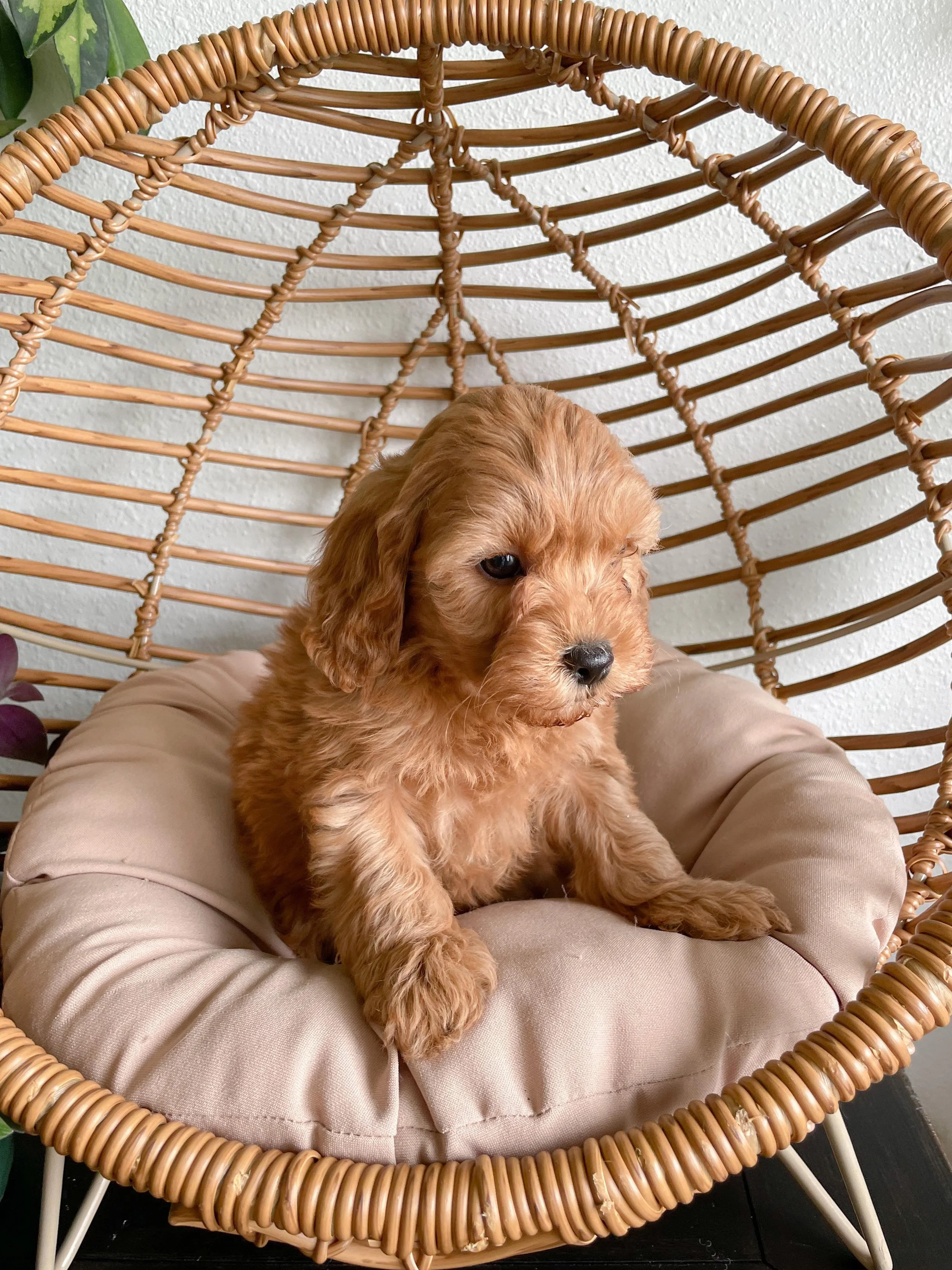 Oregon Cavapoo