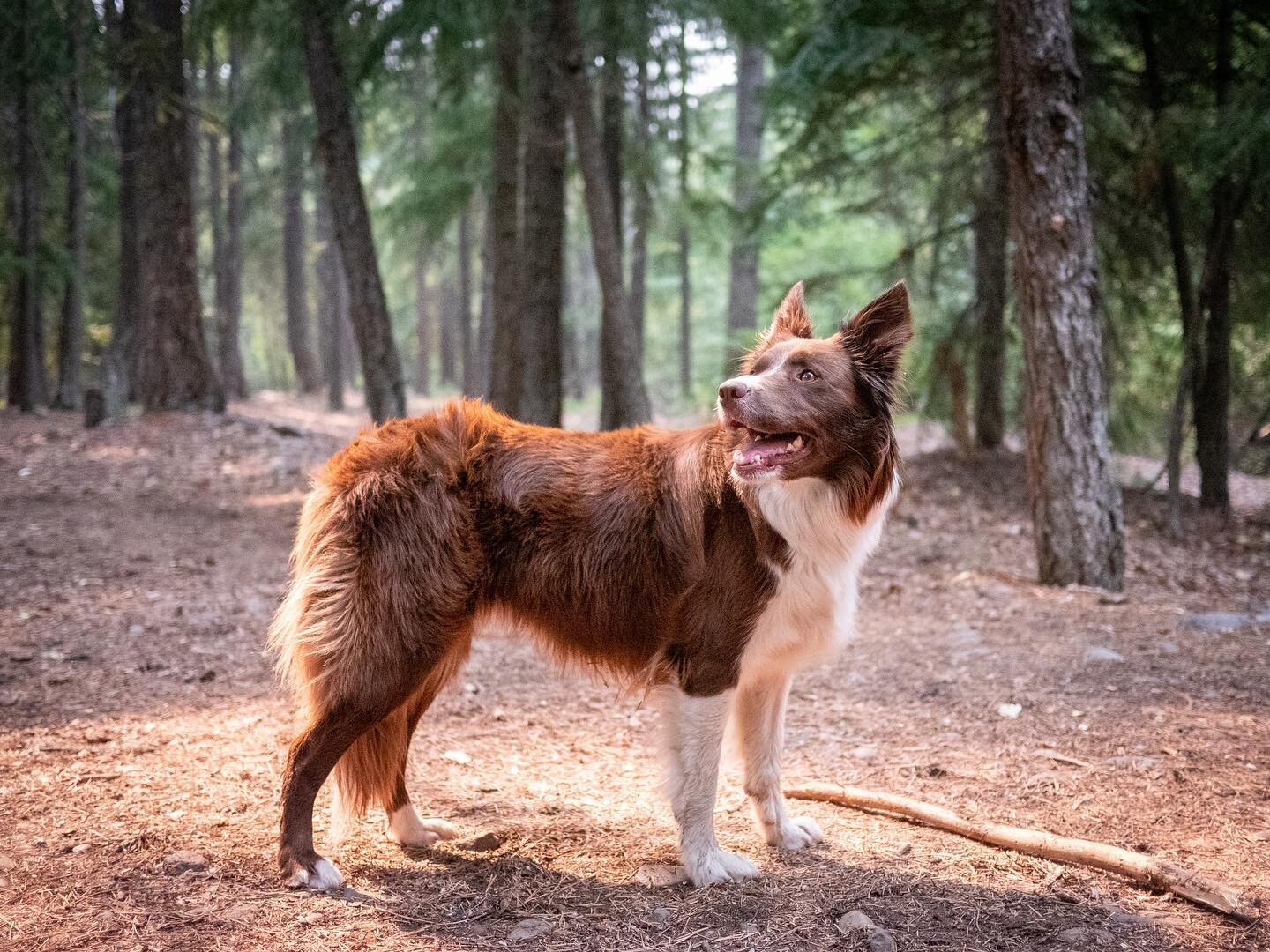 &ldquo;&hellip;.Yes?&rdquo;
-
-
-
-
-
#bordercollie #dogsofinstagram #pnw #puppyshoot #getoutdoors #campdog