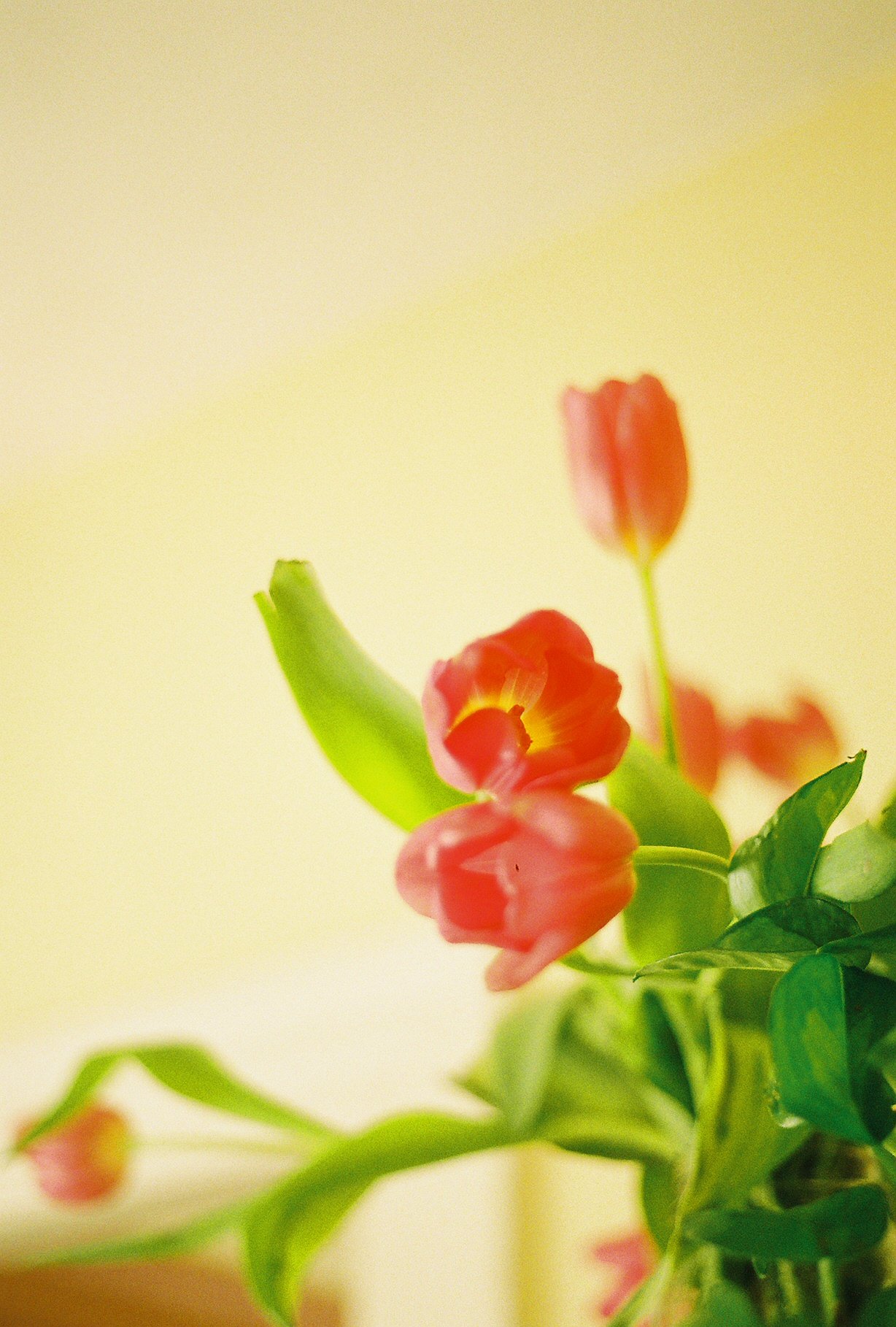 Tulips.jpg
