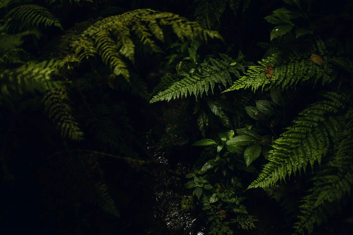 travel photography of fern leaves on a trail in Monteverde cloud forest in Costa Rica