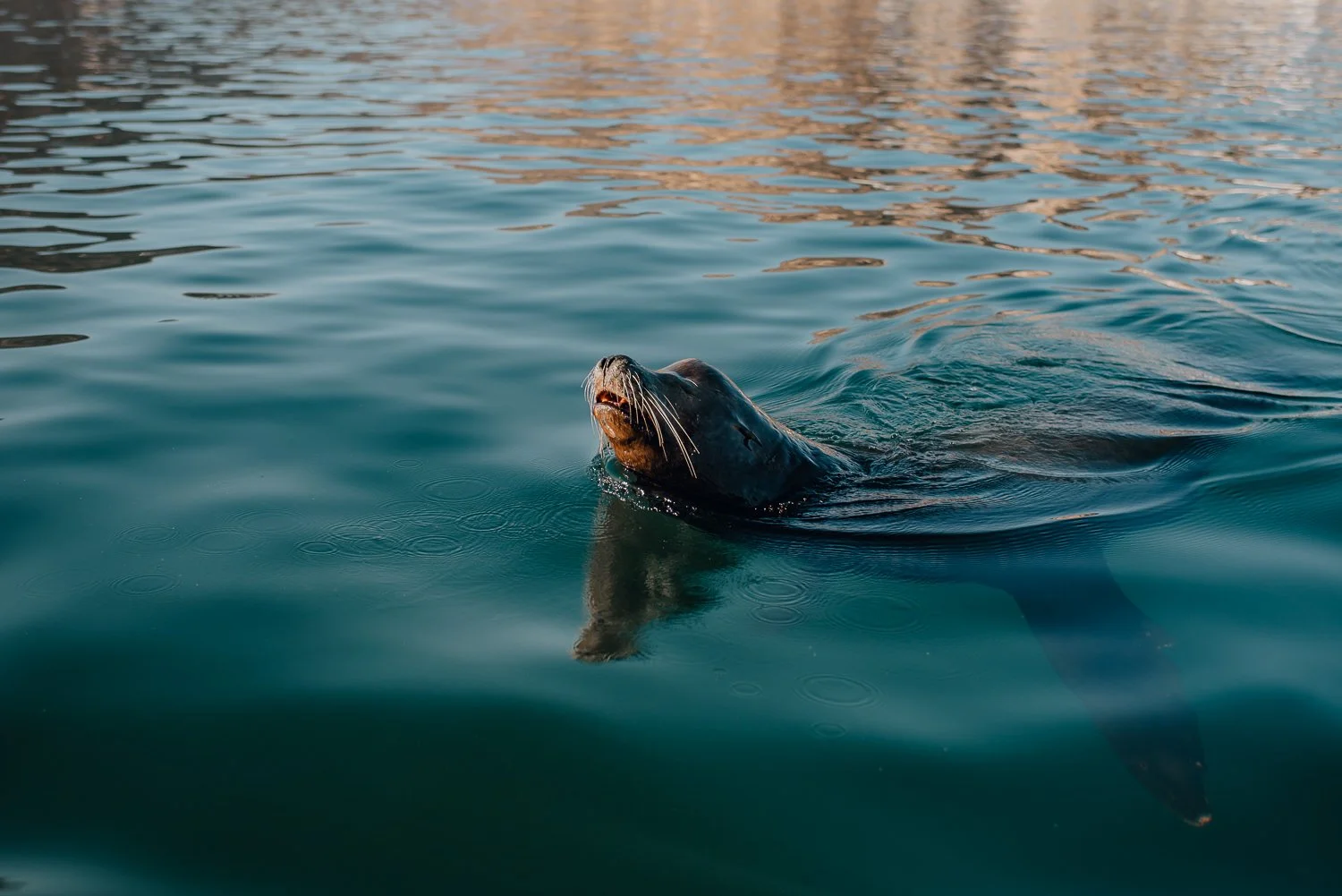 Nature photography of sea lion in the water in Cabo San Lucas, Mexico