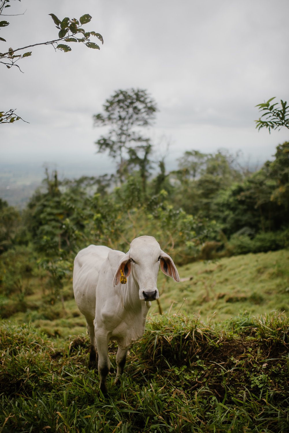 Landscape photograph of a cow near La Fortuna Waterfall in Costa Rica