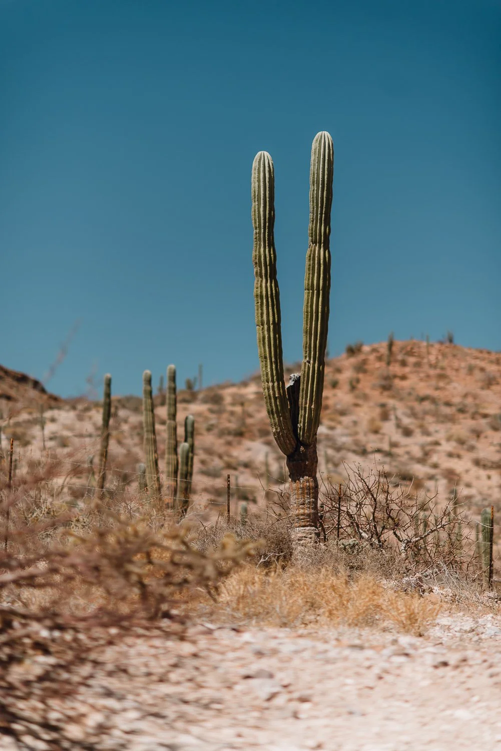 Ryan-Waneka-Photography-2022-La-Paz-Mexico-28-saguaro-cactus.jpg