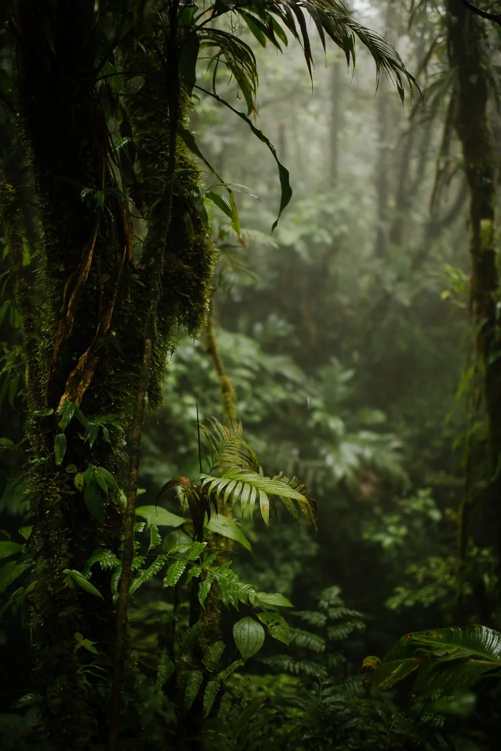 Landscape photograph of the rainforest on Cerro Chato in Costa Rica