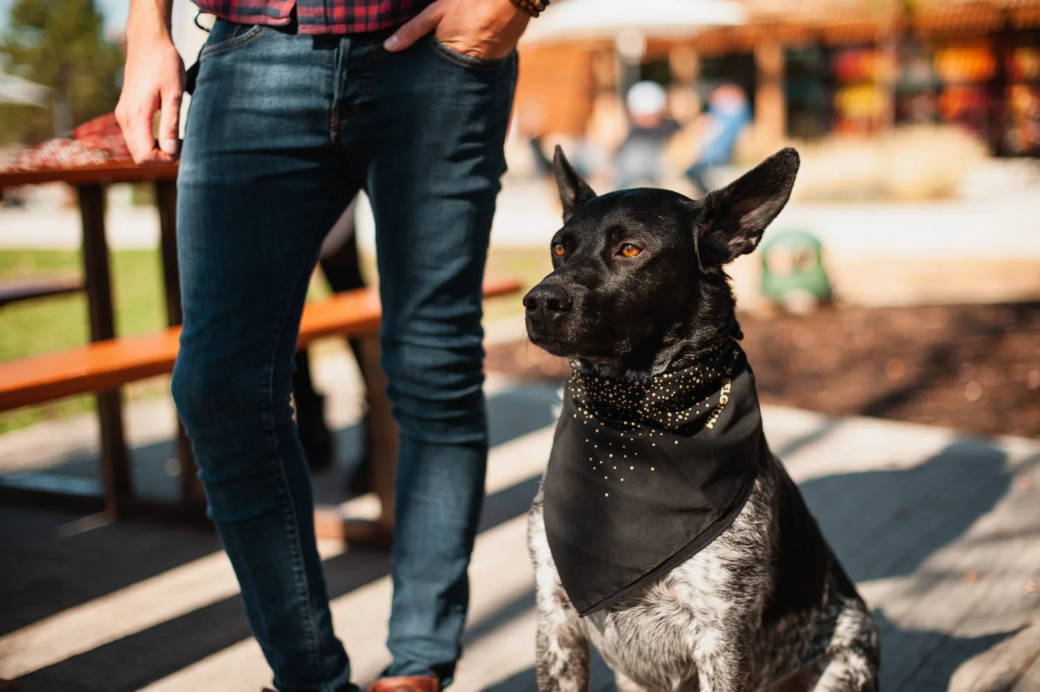 Brand Photography of a dog wearing a bandana at New Belgium Brewing Company