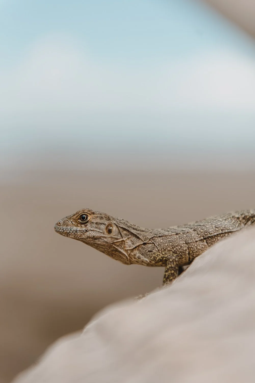 Close up nature photo of a lizard at Whale Tail beach in Uvita, Costa Rica