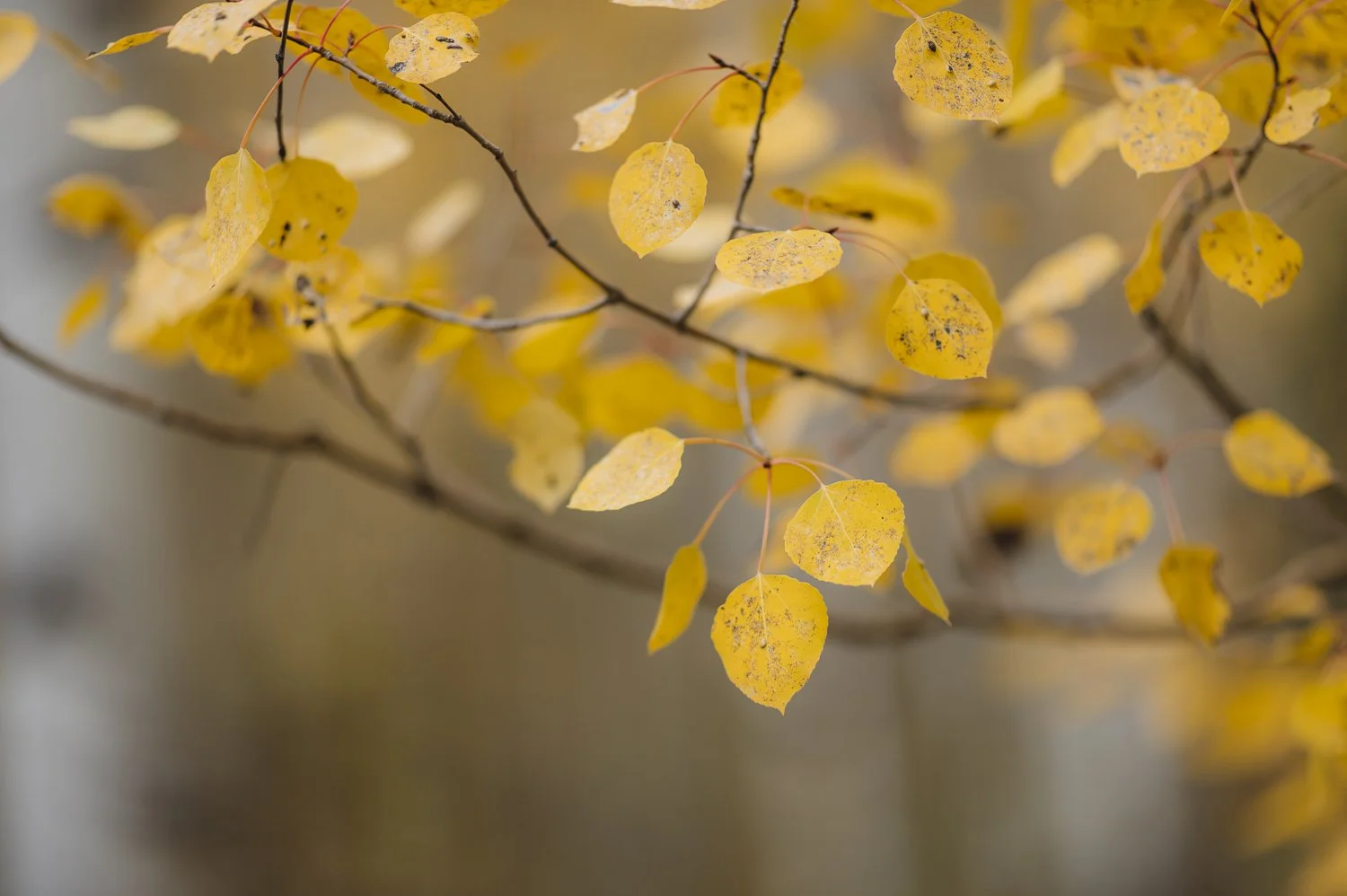 Ryan Waneka Photography Elevation Beaver Creek Country Music Festival-53.jpg