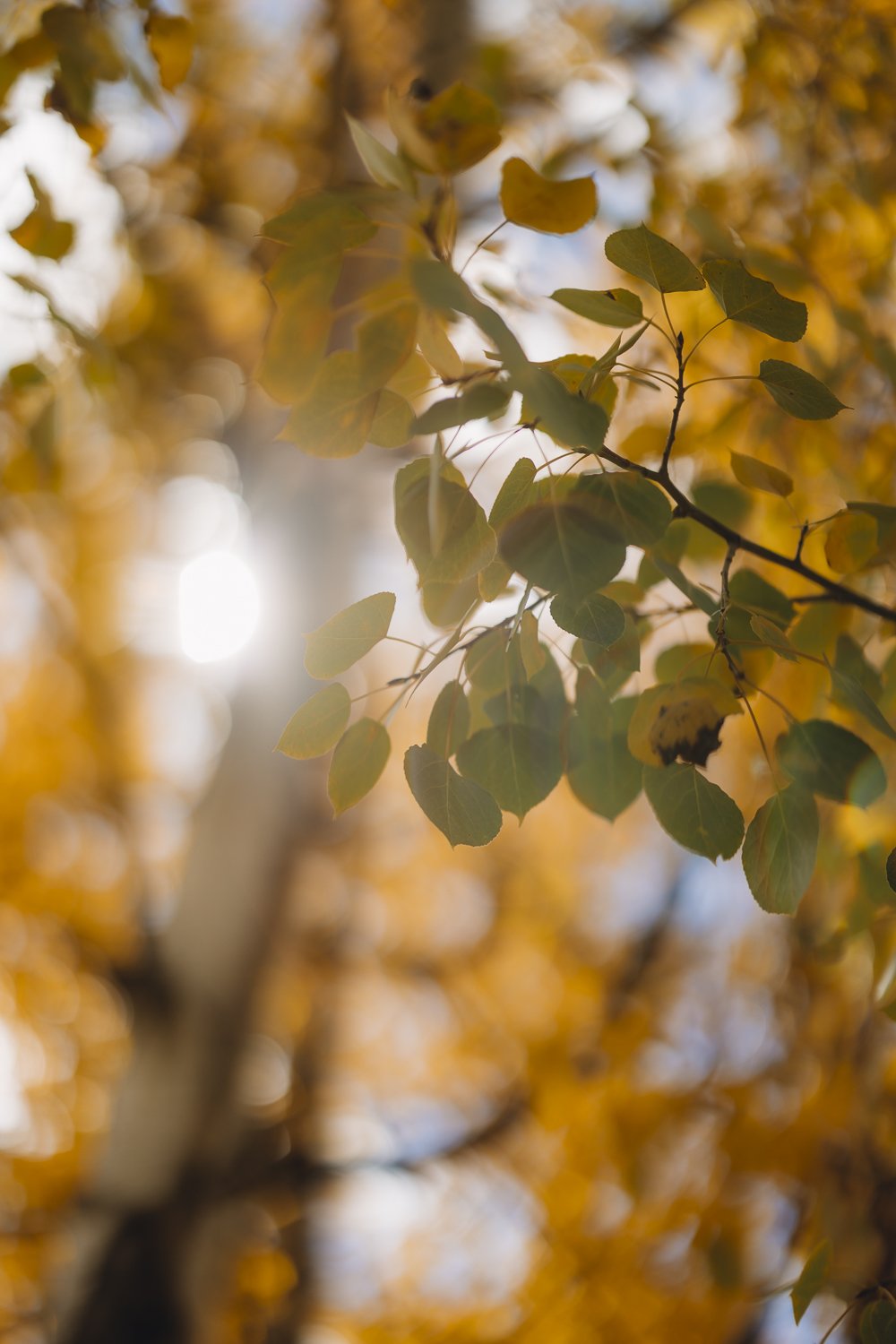 Ryan Waneka Photography Elevation Beaver Creek Country Music Festival 2023-5.jpg
