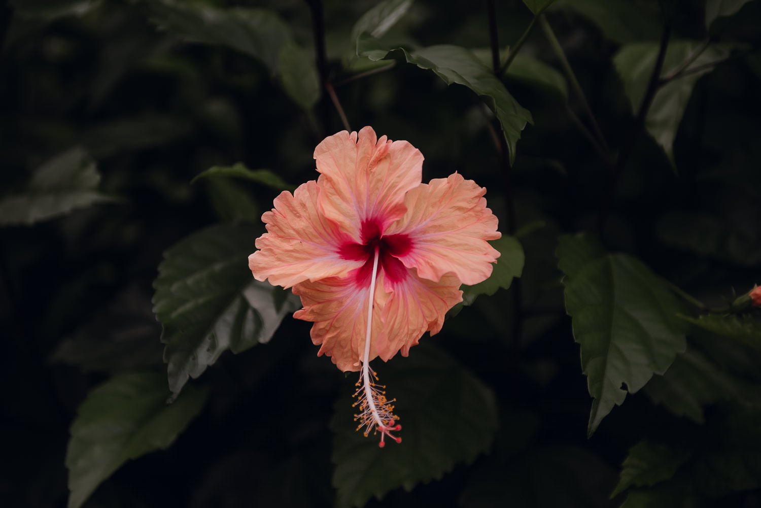 Travel photography of a hibiscus flower in Uvita, Costa Rica